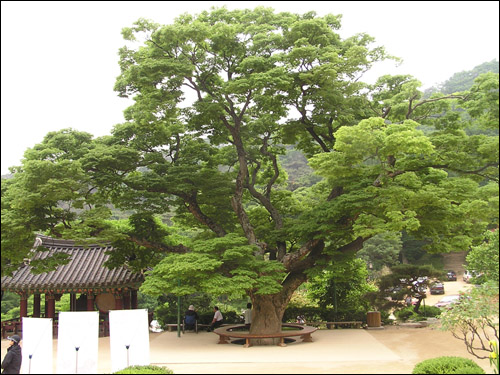 전등사 안마당의 저 느티나무는 사람들에게 휴식을 줍니다. 지금 다시 이름을 짓는다면 뭐라고 붙여주면 좋을까요? 